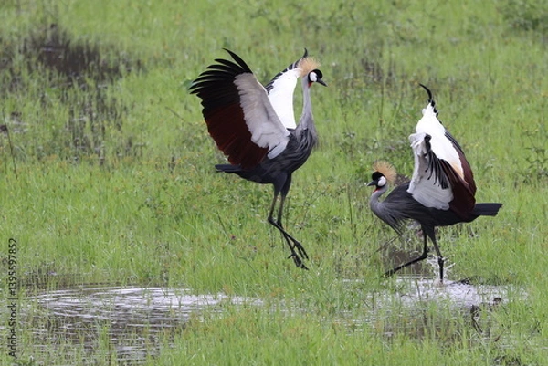 Fototapeta Crowned cranes dancing