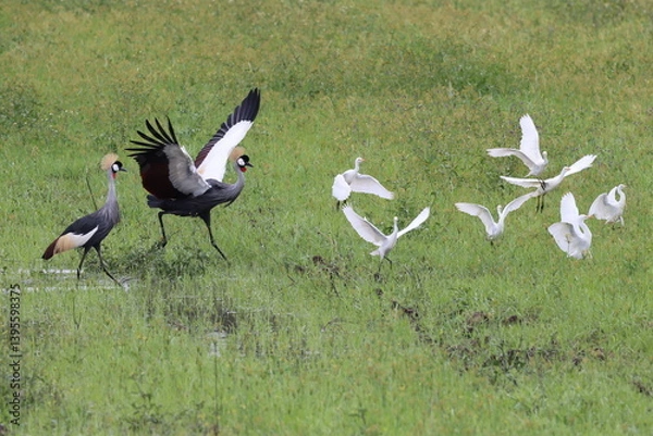 Fototapeta Crowned crane chasing Egrets