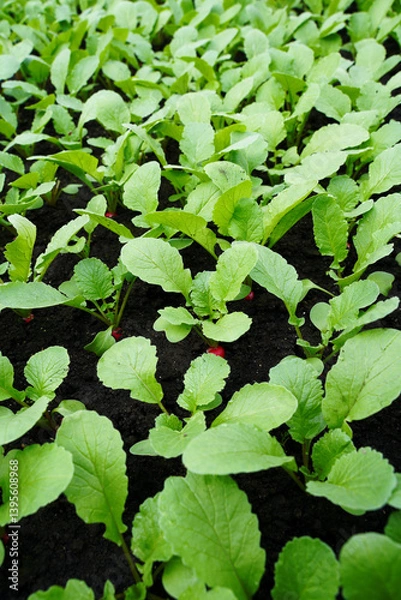 Fototapeta Young red radish growing in a greenhouse bed in early spring. Hybrid Celestа F1.