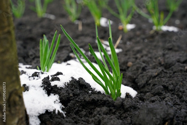Fototapeta Young green onions growing in a garden bed in early spring. Organic natural onions grows in a garden where the snow has not yet melted. New life concept