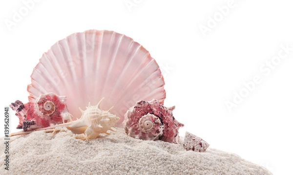Fototapeta Various seashells - murex, Angaria delphinus and Venus comb on white sand