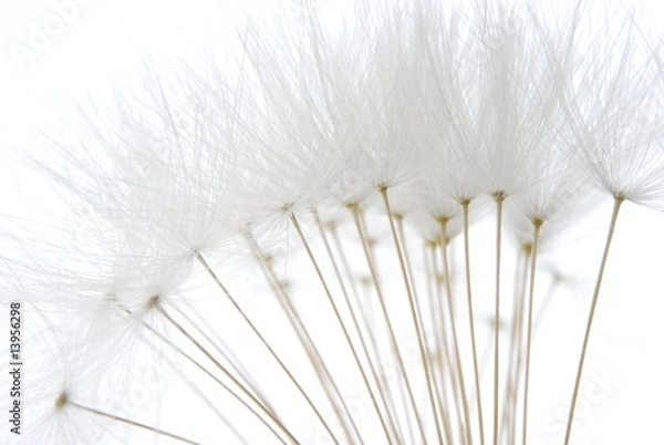 Obraz soft white dandelion seeds