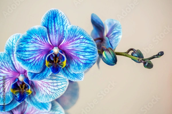 Obraz Niebieska Orchidea. Brunch z orchidei z niebieskimi kwiatami