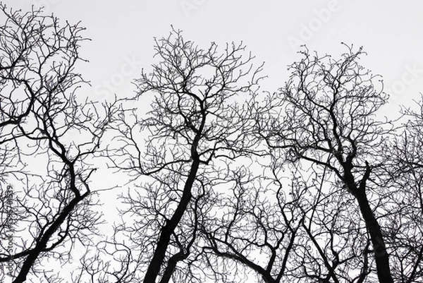 Fototapeta Abstract nature background with tree branches. Black and white winter silhouette, ideal for design, wallpaper, or graphic overlays