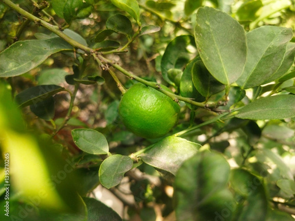 Fototapeta Close up shoot of unripe young lemon hanging on tree.