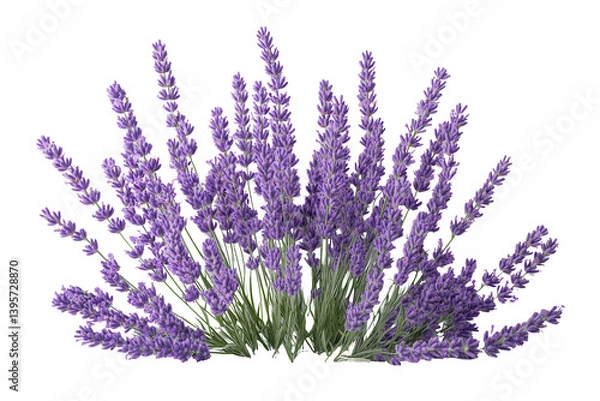 Obraz Lush Lavender Bouquet Purple Flowers Aromatic Herbs, isolated on transparent background