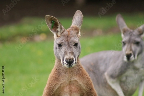 Obraz Agile Wallaby