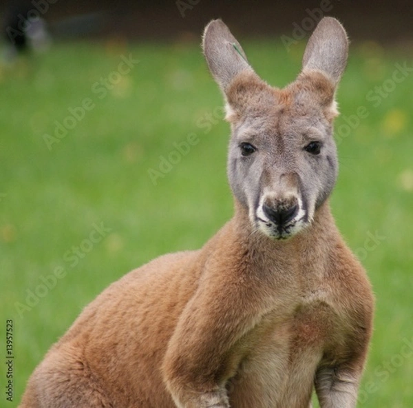 Obraz Agile Wallaby