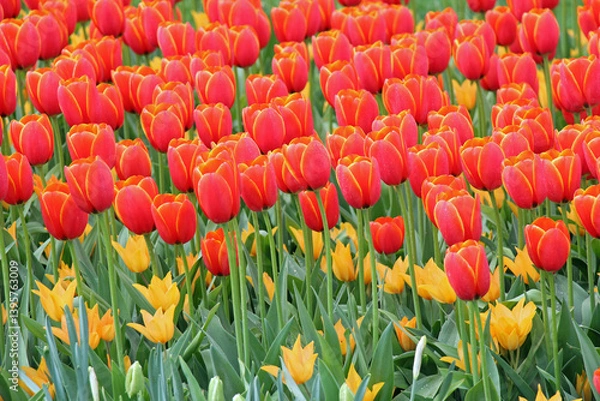 Obraz red and yellow tulips