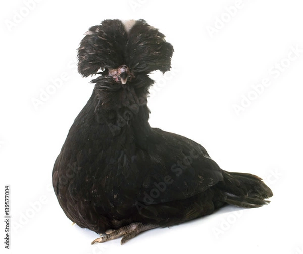 Fototapeta veal rognon in studio