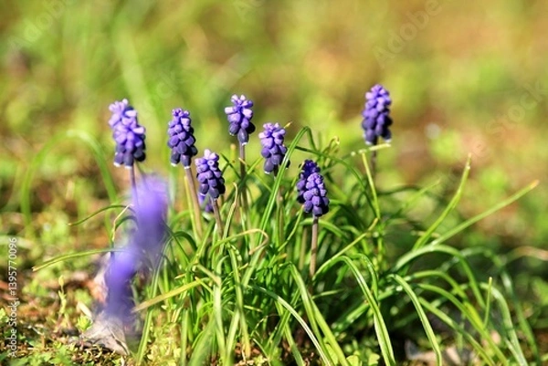 Obraz Blue Muscari flowers in a meadow in spring on a blurred background
