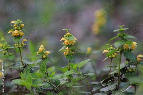Obraz Yellow Lamium galeobdolon flowers in a meadow in spring on a blurred background

