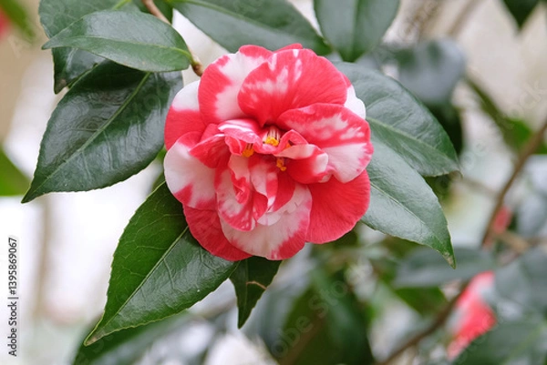 Fototapeta Red and white semi double variegated Camellia japonica ‘Mercury Variegated’ in flower.