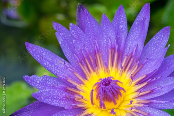 Fototapeta Beautiful waterlily or lotus flower./Beautiful waterlily or lotus flower with dew in sunshine