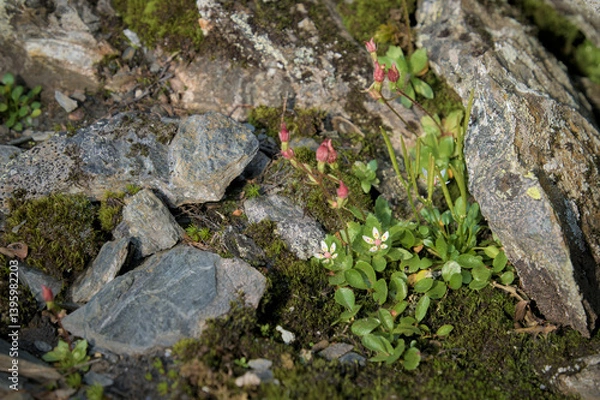 Fototapeta This photo captures a close-up view of delicate wildflowers and moss growing.