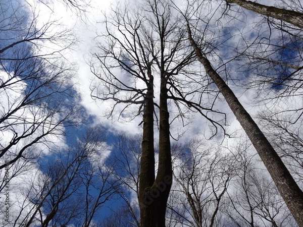 Obraz Empty trees against the sky