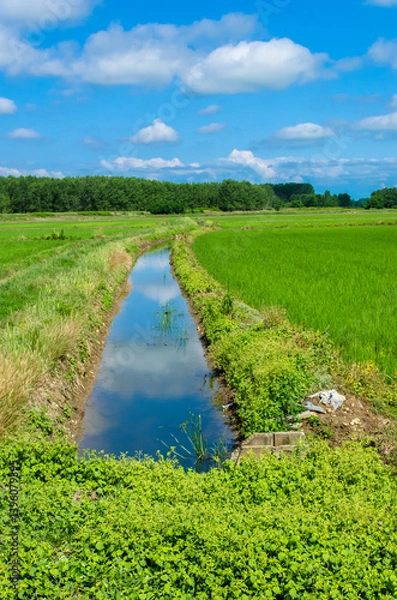 Fototapeta Un canale attraversa la risaia lungo la Via Francigena dopo Vercelli