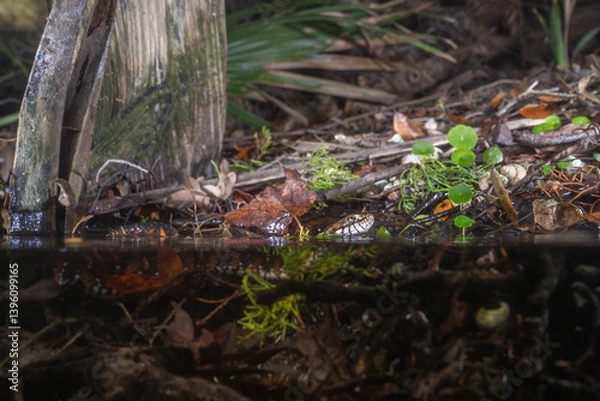 Obraz Red Florida banded watersnake in the water