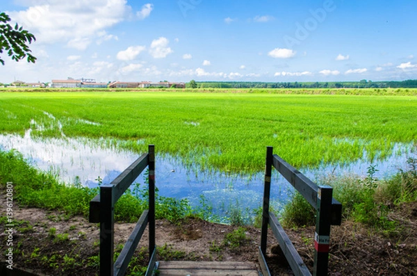 Fototapeta Un piccolo ponte di legno scavalca un canale d'irrigazione di fronte a una risaia vicino a Vercelli lungo la Via Francigena