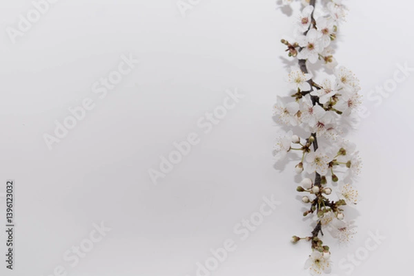 Fototapeta Flowering branch from a tree
