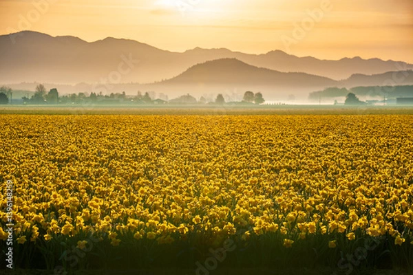 Obraz Skagit Valley blossoming daffodil fields signal the beginning of springtime in western Washington state. Bulb producers are a staple in this part of the state along with tulip bulbs.