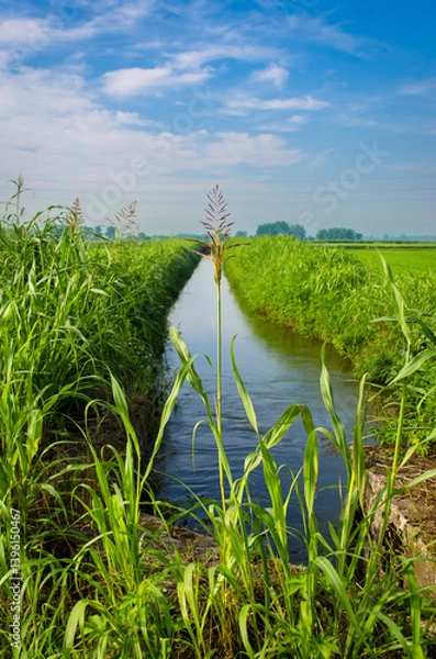 Fototapeta Un canale da irrigazione divide in due un campo coltivato dalle parti di Pavia