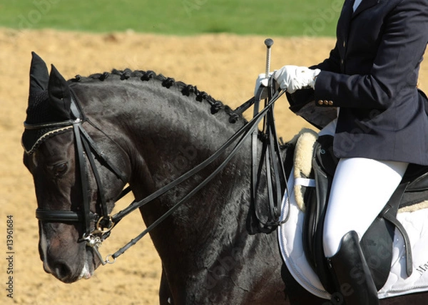 Obraz Pferdesport Dressur