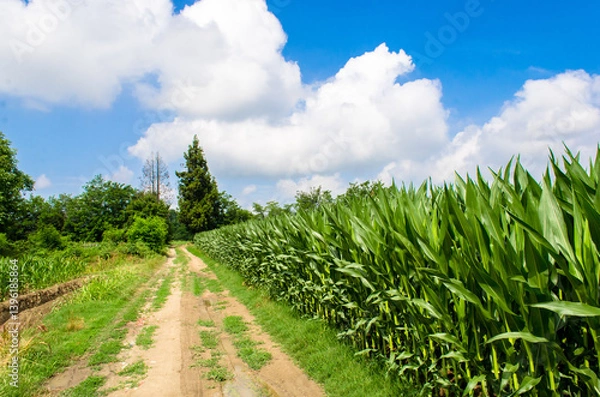 Fototapeta Una strada di campagna attraversa un campo di mais in una giornata estiva con delle belle nuvole nel cielo