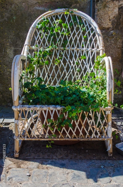 Fototapeta Una sedia di vimini su cui cresce una pianta di edera in un giardino