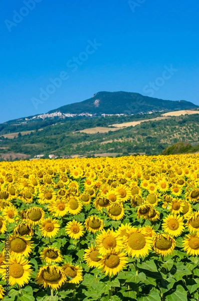 Fototapeta Panorama del Monte Amiata con un campo di girasoli in primo piano