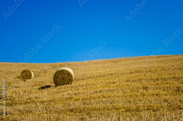 Fototapeta Un campo di fieno dopo la mietitura con due rotoballe in una giornata estiva con il cielo terso