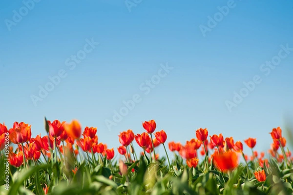 Fototapeta Tulip fields