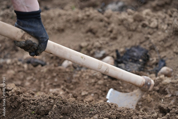 Fototapeta sowing potatoes