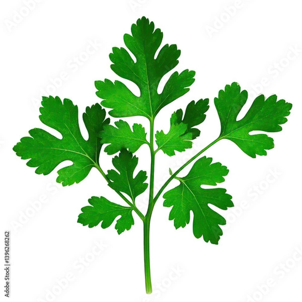 Fototapeta Coriander Leaves Isolated On Transparent Background, Generative AI