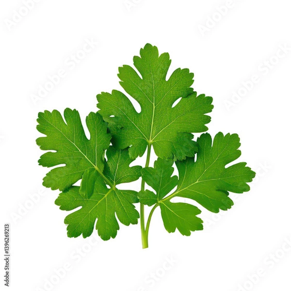 Fototapeta Coriander Leaves Isolated On Transparent Background, Generative AI