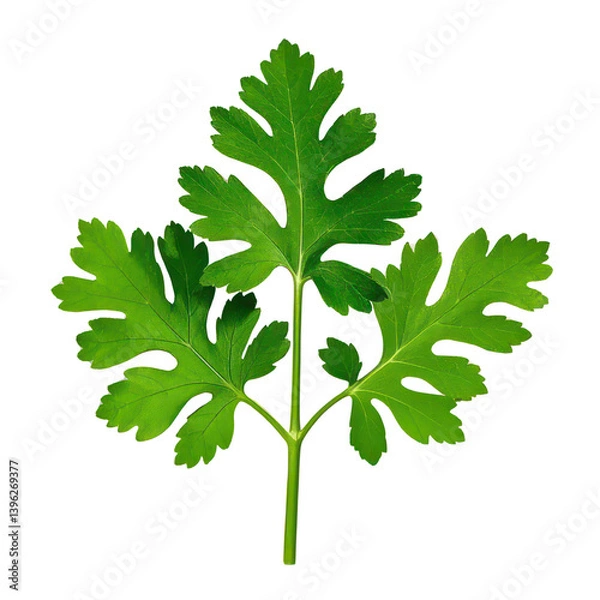 Fototapeta Coriander Leaves Isolated On Transparent Background, Generative AI