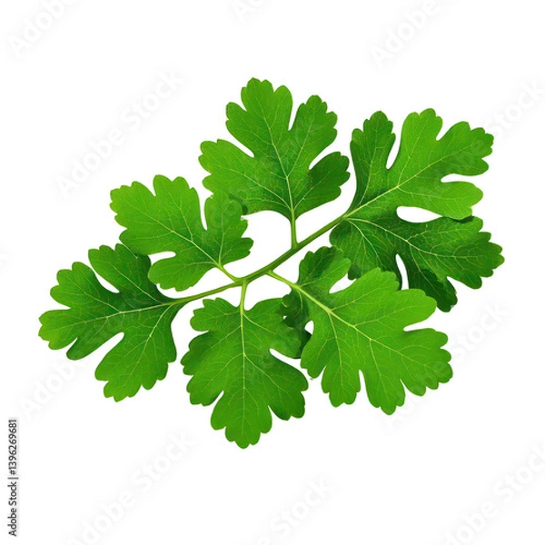 Fototapeta Coriander Leaves Isolated On Transparent Background, Generative AI
