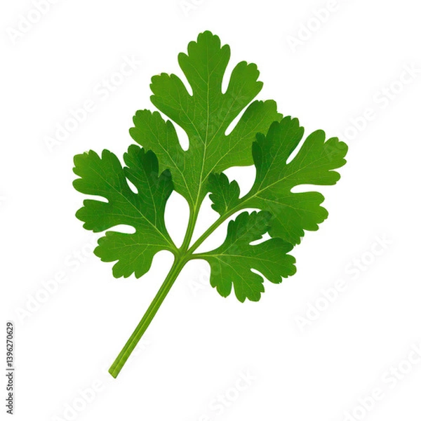 Fototapeta Coriander Leaves Isolated On Transparent Background, Generative AI