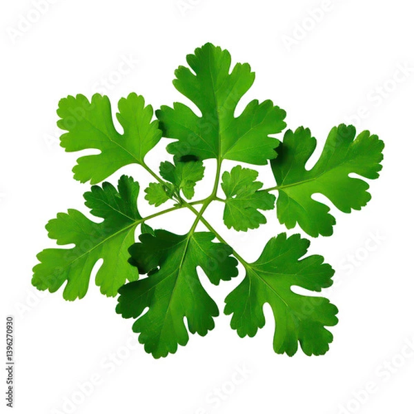 Fototapeta Coriander Leaves Isolated On Transparent Background, Generative AI