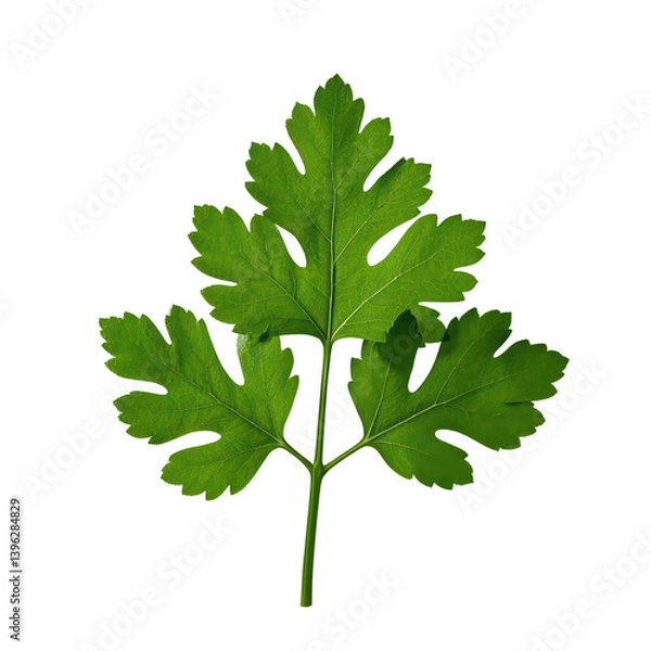 Fototapeta Coriander Leaves Isolated On Transparent Background, Generative AI