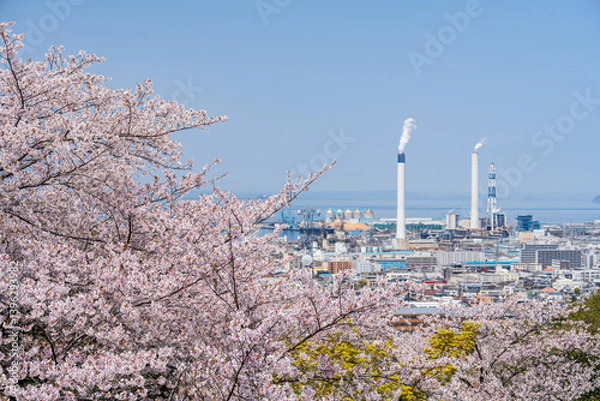 Obraz 桜と製紙工場