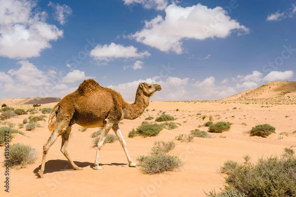 Obraz Dromedary Camel spacerujący po pustyni, Wadi Draa, Tannan, Moro