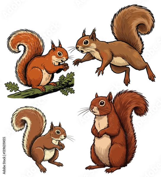 Obraz Squirell vintage hand drawing set