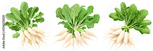 Obraz 알타리무, 한국무 일러스트