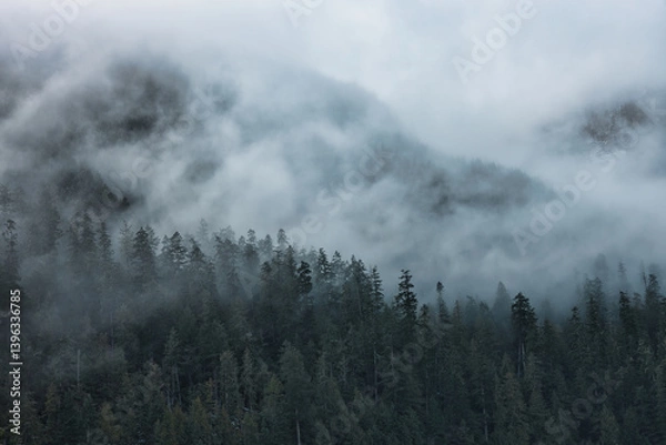 Fototapeta Fog and rain in the mountains on the way to Tofino, vancouver island, british colombia, canada 