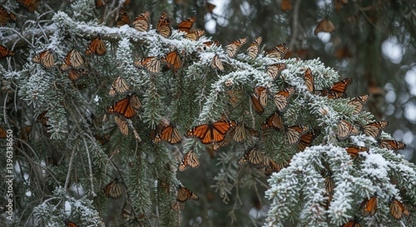 Fototapeta Monarch Butterflies Clustering On Oyamel Fir Branches Orange Wings Closed In Winter Hibernation Frost Crystals On Bark Textures