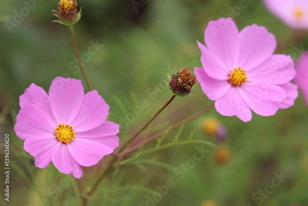 Fototapeta コスモス