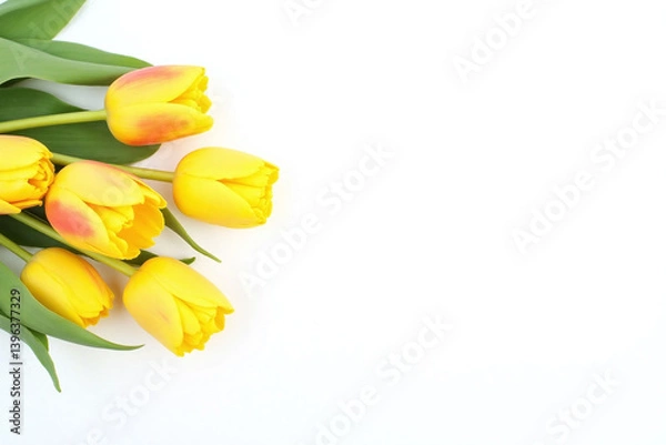 Obraz yellow tulips on a white background1