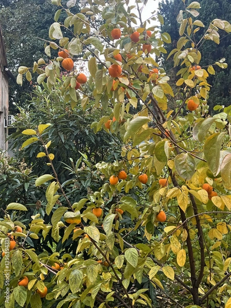 Obraz Ripe mature large persimmon on a tree in autumn