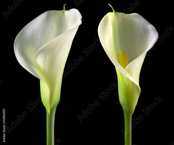 Obraz calla bianca